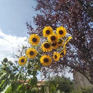Les Tournesols La Bernardiere